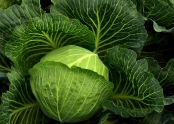 cabbage 3722498 1280 2025 08 25 110749