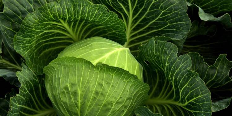 cabbage 3722498 1280 2025 08 25 110749