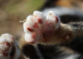 cat 948432 1280 2025 08 22 151641