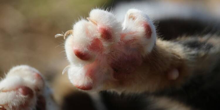 cat 948432 1280 2025 08 22 151641