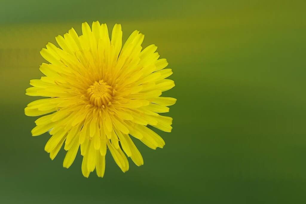 dandelion 2065913 1280 2025 08 26 092040