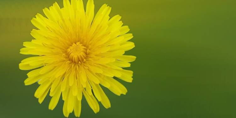 dandelion 2065913 1280 2025 08 26 092040