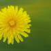 dandelion 2065913 1280 2025 08 26 092040