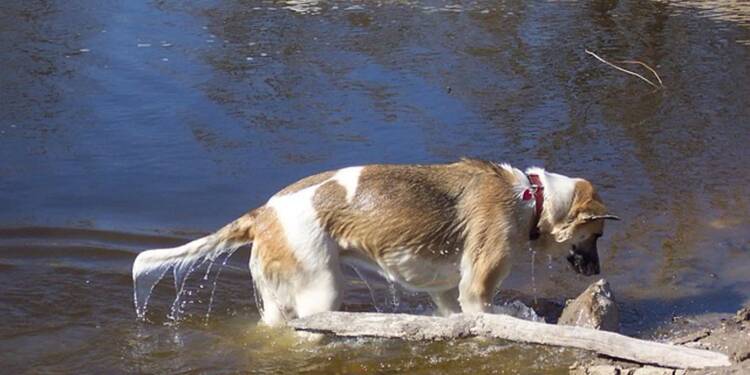 dog 14506 640 2025 08 12 222138