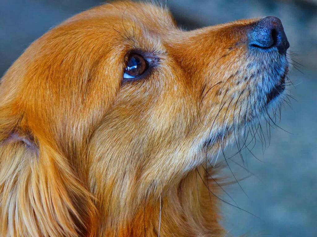 dog 5089832 1280 2025 08 19 125557