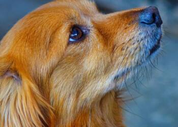 19.08.2025 Chwila dla pupila - konsekwencja w wychowywaniu psa 5 dog 5089832 1280 2025 08 19 125557