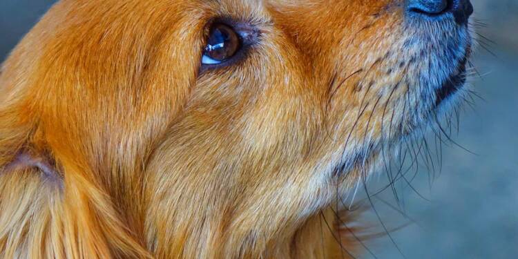 dog 5089832 1280 2025 08 19 125557