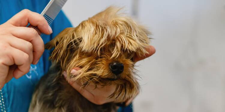 dog 6877285 1280 2025 08 05 094055