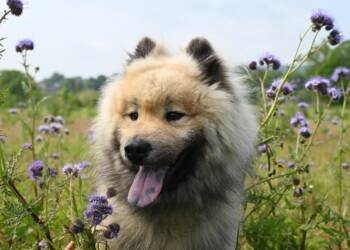 dog 7991199 1280 2025 08 15 082003