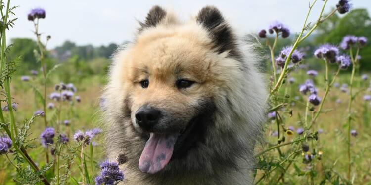 dog 7991199 1280 2025 08 15 082003