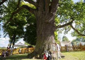 dsc03003 2025 08 17 200519