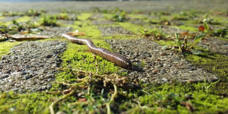 earthworms 2773457 1280 2025 08 02 014109