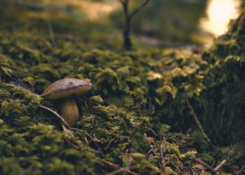 grzyby 2025 08 26 205925