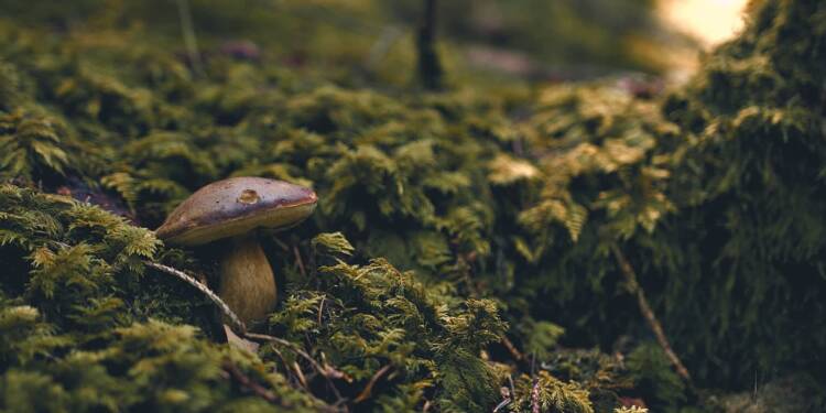 grzyby 2025 08 26 205925