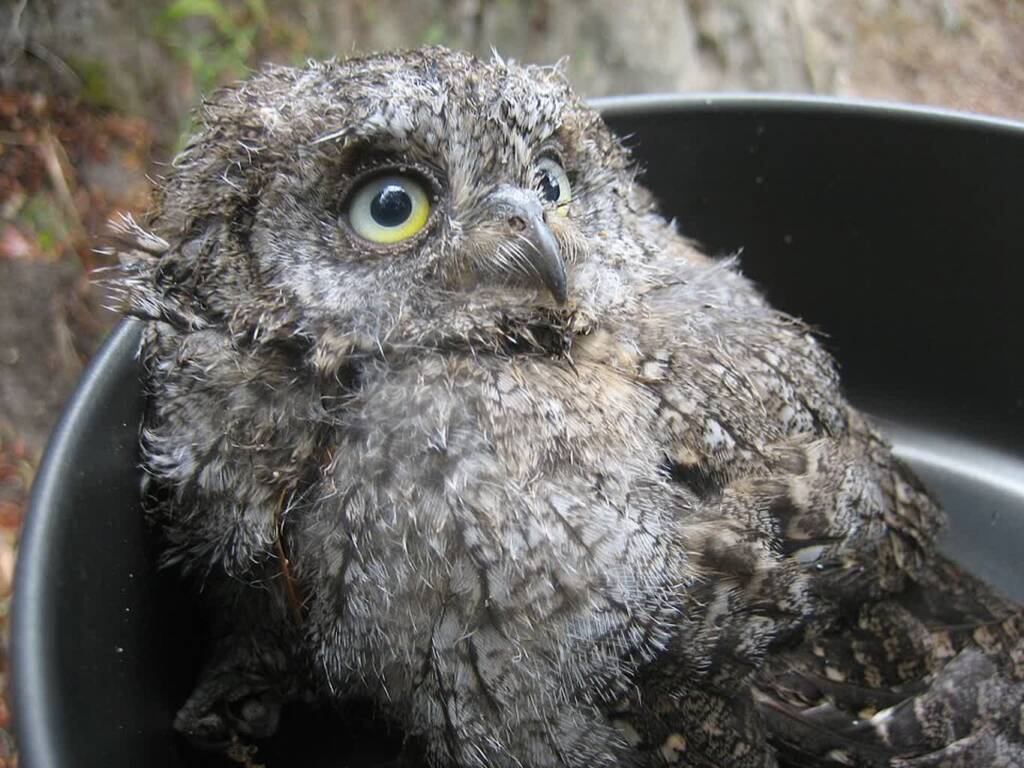 hibou petit duc 2025 08 23 074221