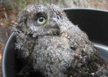 hibou petit duc 2025 08 23 074221