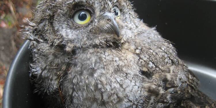 hibou petit duc 2025 08 23 074221