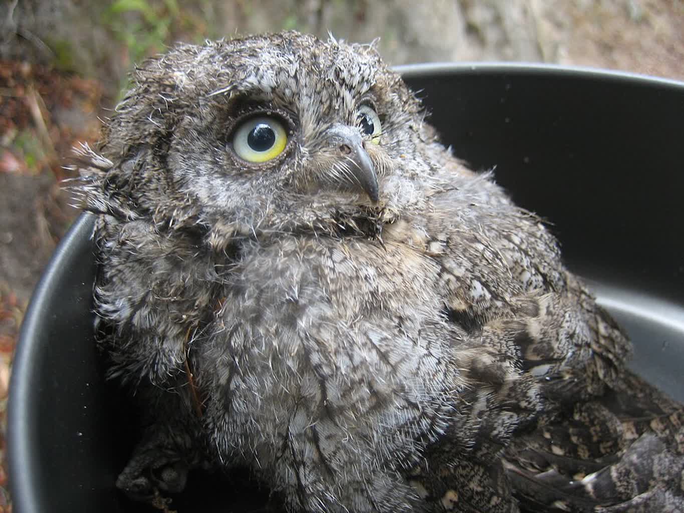 23.08.2025 Trele morele – obserwacja sowy