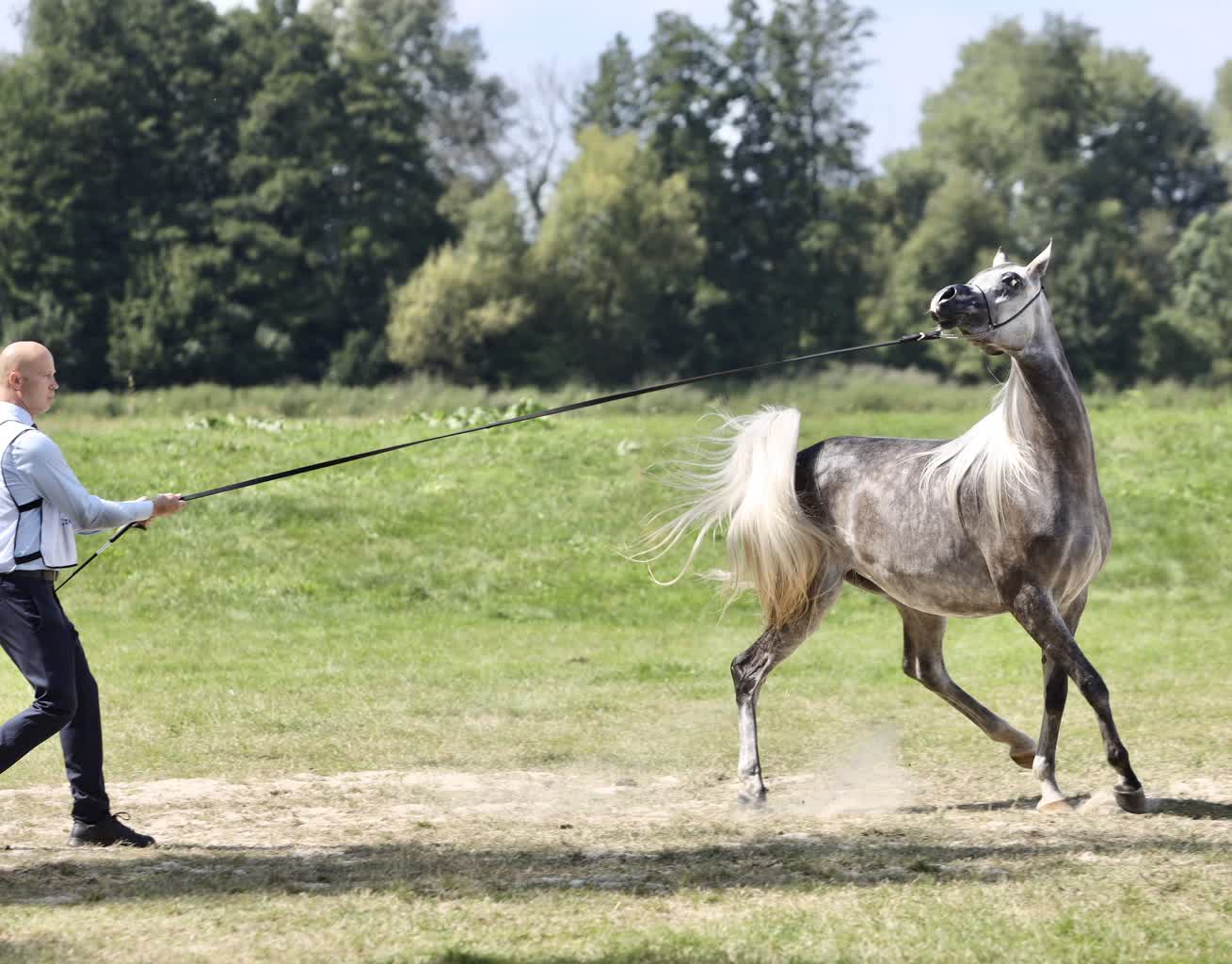 Są kwintesencją piękna! Klacze arabskie podbijają serca w Janowie Podlaskim 2 IMG_0192.jpg