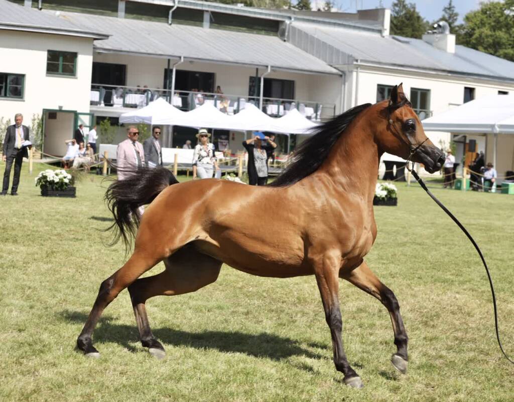 img 0215 2025 08 09 203144