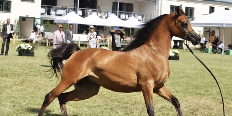 Narodowy Pokaz Koni Arabskich w Janowie Podlaskim 1 img 0215 2025 08 09 203144