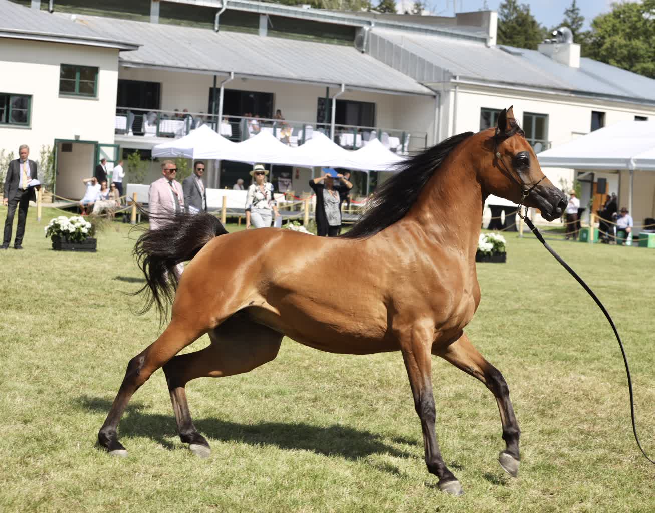 Narodowy Pokaz Koni Arabskich w Janowie Podlaskim