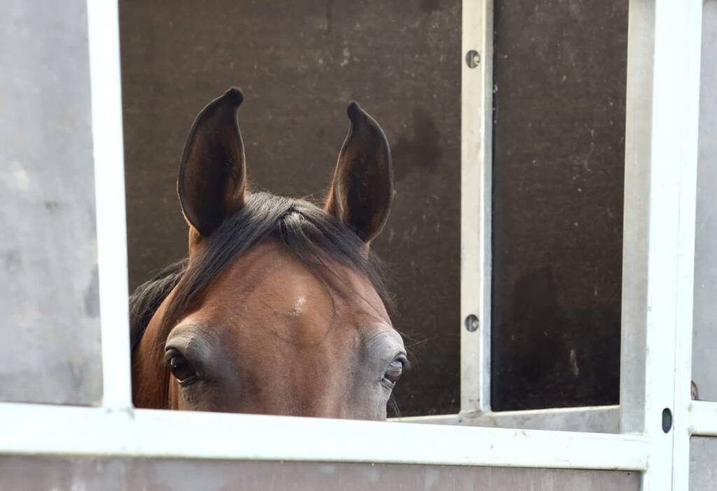 img 0271 2025 08 11 152913