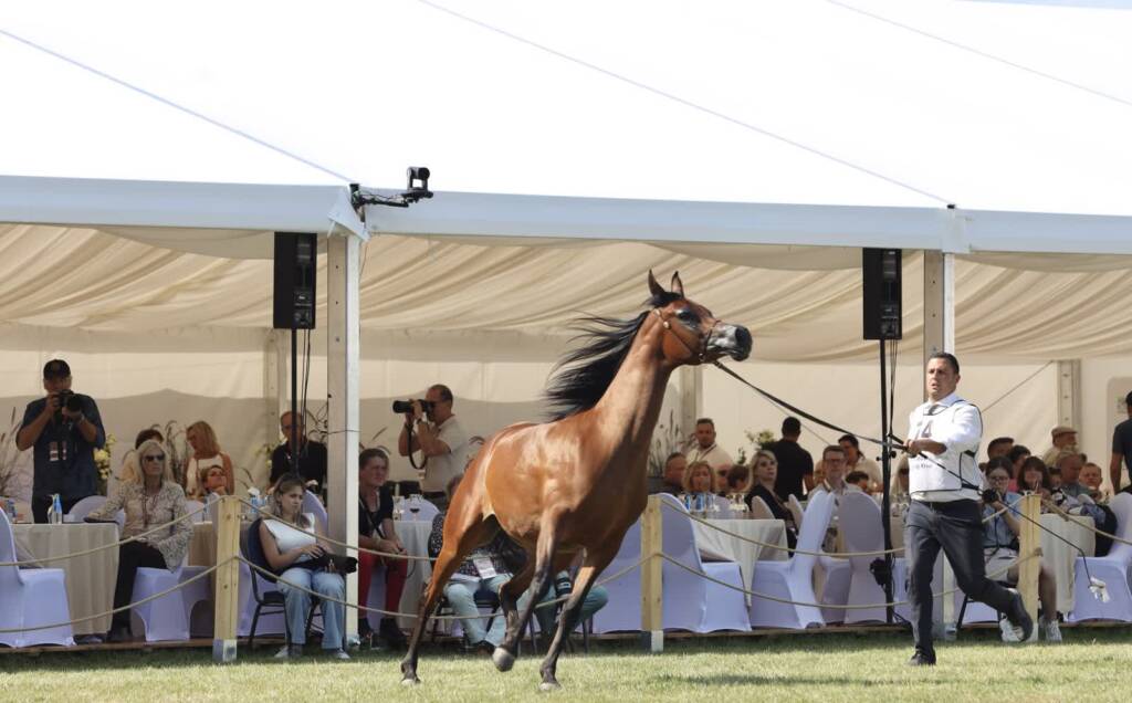 img 0366 2025 08 09 203245 2025 08 09 212500