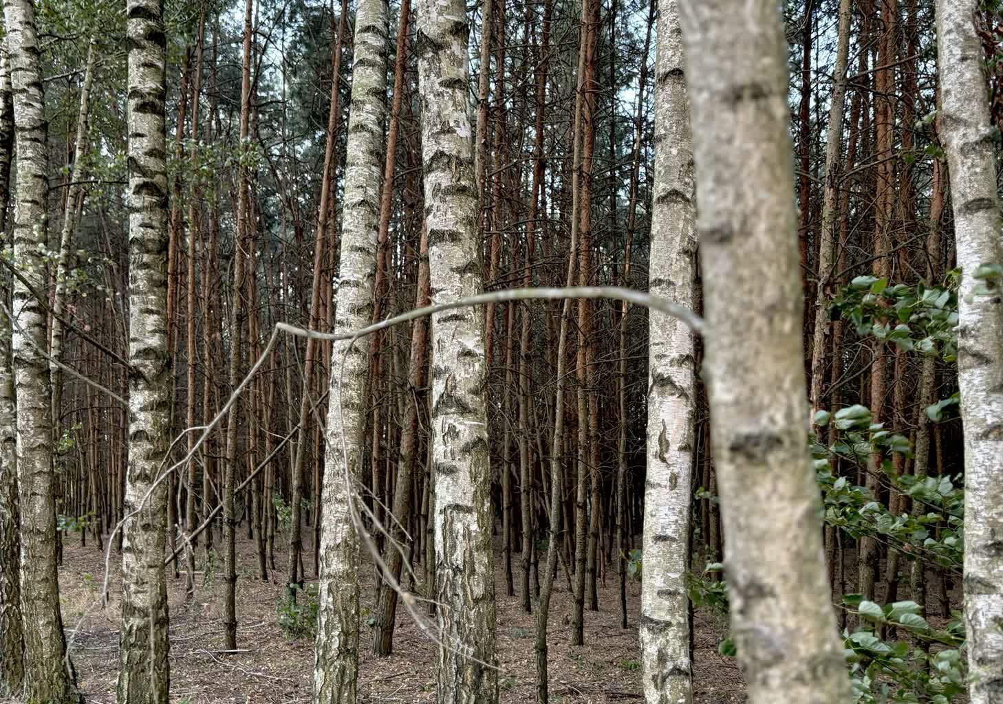 Drugi poziom zagrożenia pożarowego w lasach w części regionu. Leśnicy apelują o ostrożność