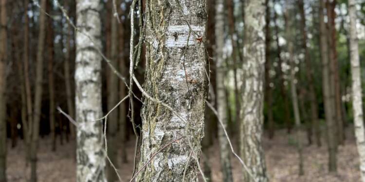 Najwyższy stopień zagrożenia pożarowego w lasach regionu! 1 img 1065 2024 09 07 083400