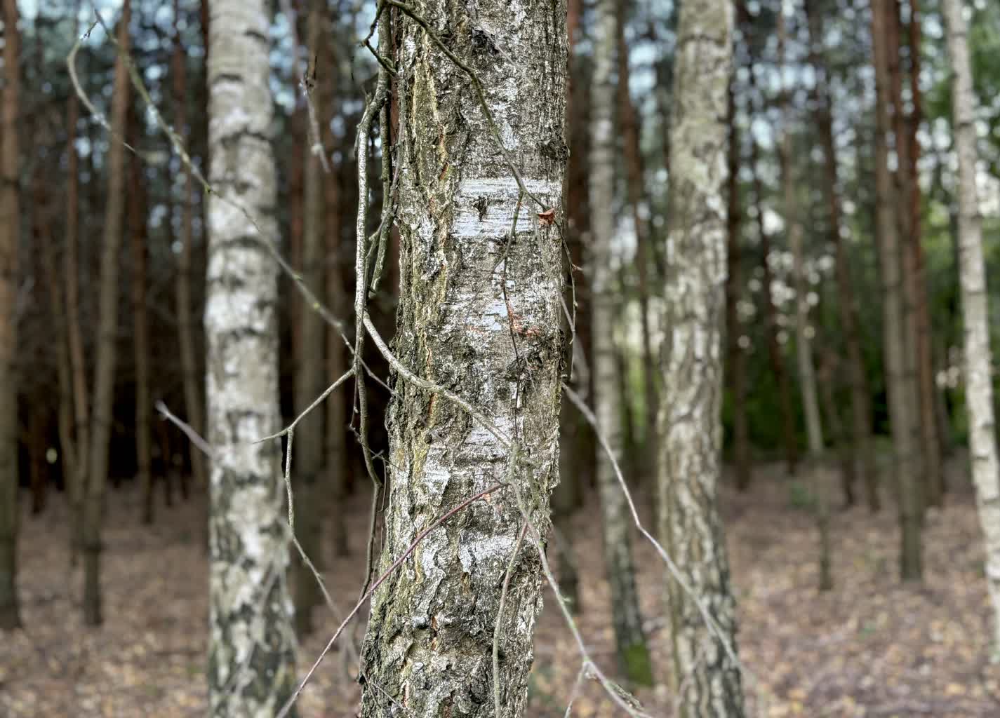 Najwyższy stopień zagrożenia pożarowego w lasach regionu!