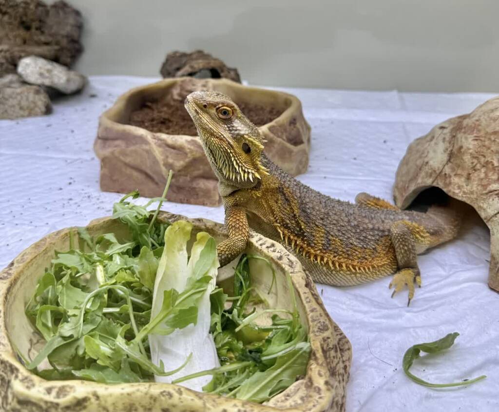 img 1724 2025 08 11 063025