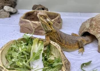 img 1724 2025 08 11 063025