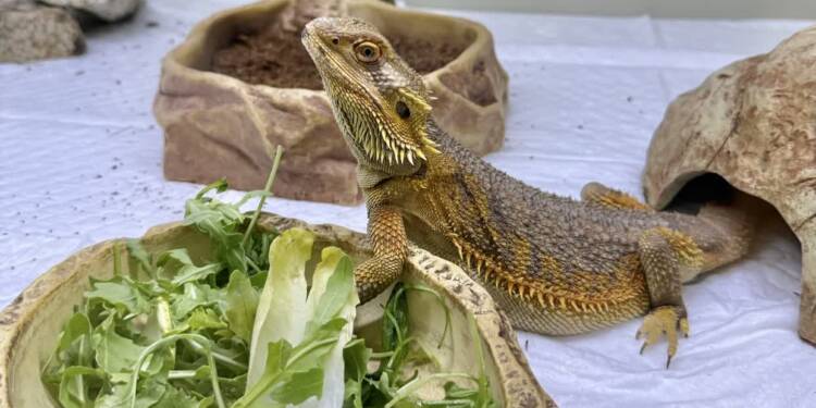 Dzień Otwarty w Schronisku dla Bezdomnych Zwierząt w Lublinie 1 img 1724 2025 08 11 063025