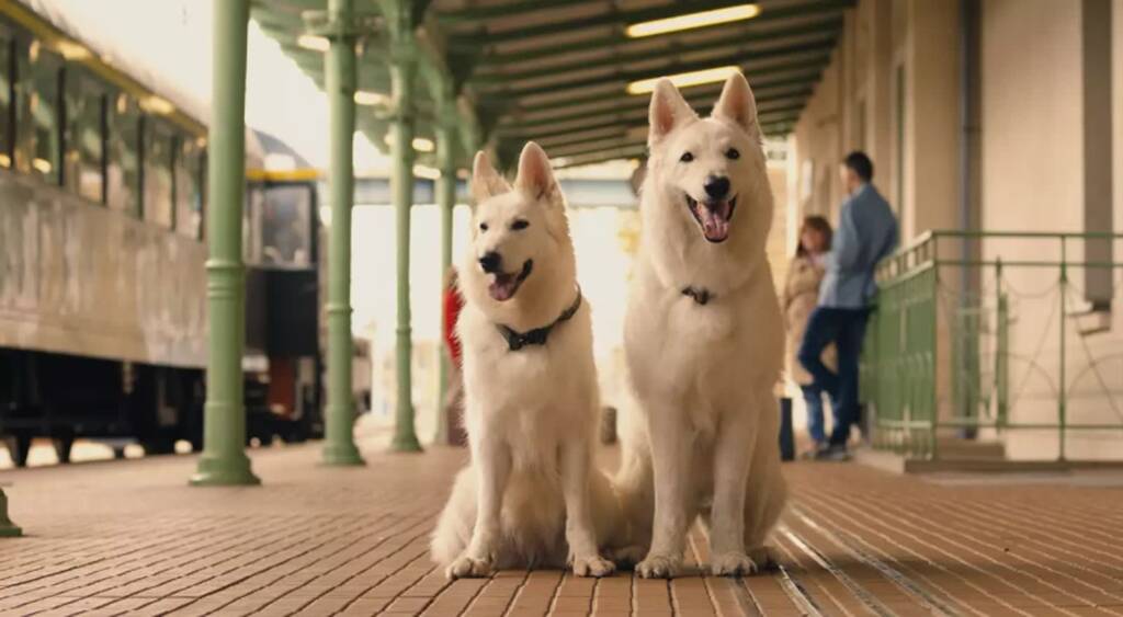 kadr z filmu o psie ktory jezdzil koleja 2 2025 08 19 110311