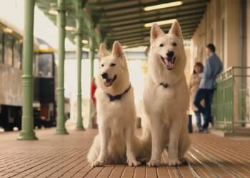 kadr z filmu o psie ktory jezdzil koleja 2 2025 08 19 110311