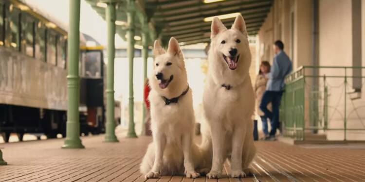 kadr z filmu o psie ktory jezdzil koleja 2 2025 08 19 110311