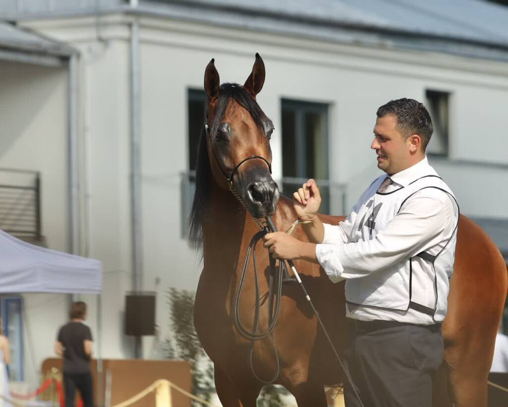 klacz 1 2025 08 10 072610