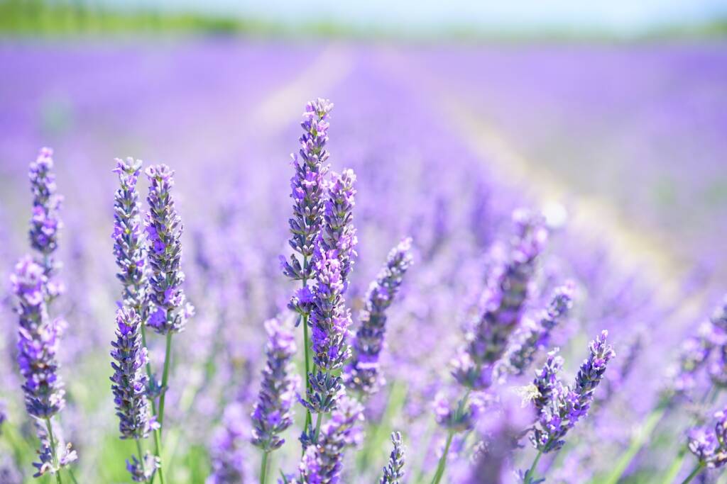 lavender g77b74b001 1920 2025 08 12 070530