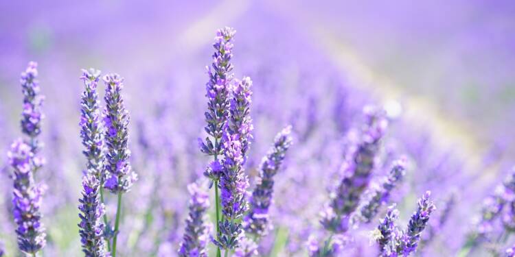 lavender g77b74b001 1920 2025 08 12 070530