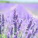 lavender g77b74b001 1920 2025 08 12 070530