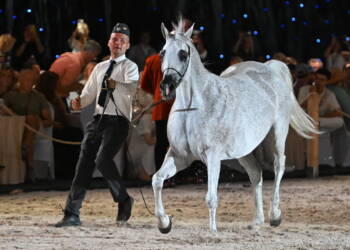 mid 25810486 2025 08 11 200950