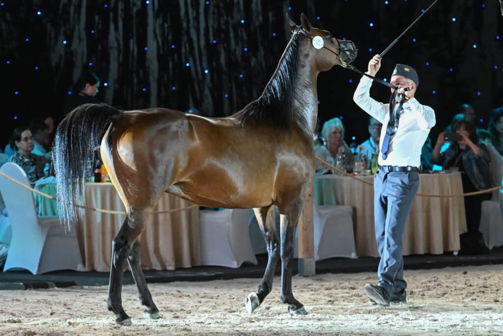 "Hodowla koni arabskich wymaga dużego wysiłku i pracy". Dziś Summer Sale 1 mid 25810571 2025 08 11 062706 2025 08 11 094336