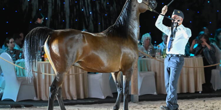 "Hodowla koni arabskich wymaga dużego wysiłku i pracy". Dziś Summer Sale 1 mid 25810571 2025 08 11 062706 2025 08 11 094336