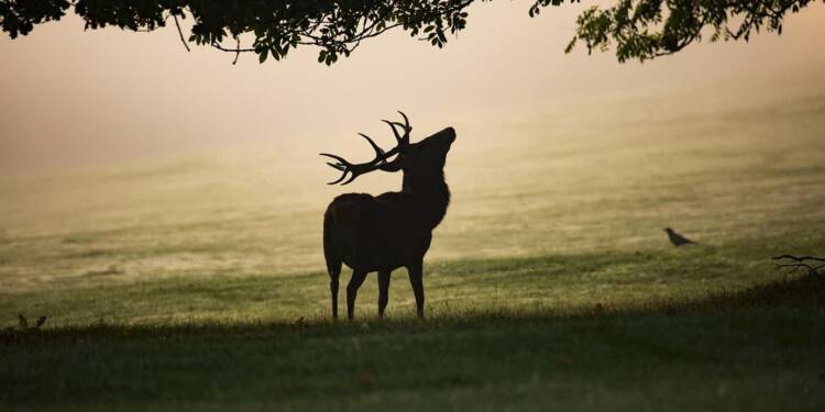 mist 4551691 1280 2025 08 15 083223