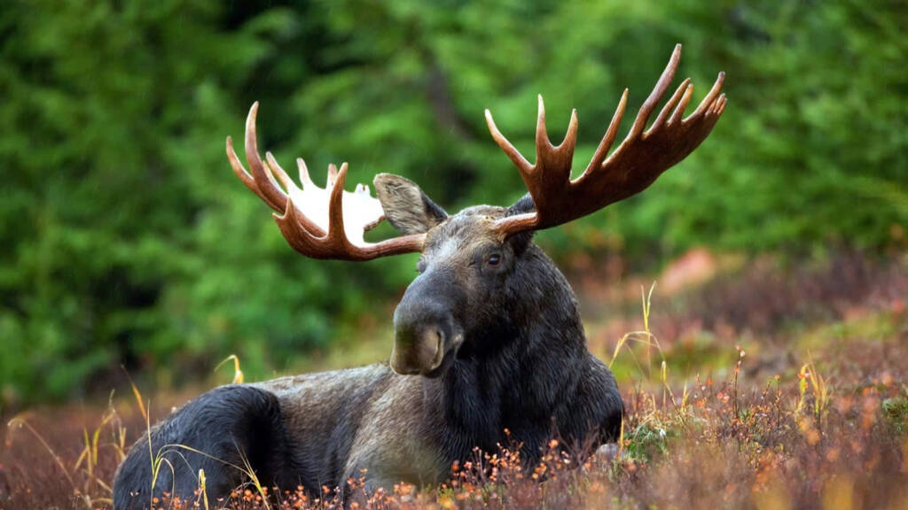 moose 70254 1280 2025 08 18 133027