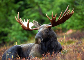 moose 70254 1280 2025 08 18 133027