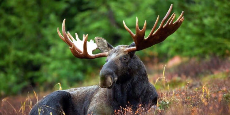 moose 70254 1280 2025 08 18 133027