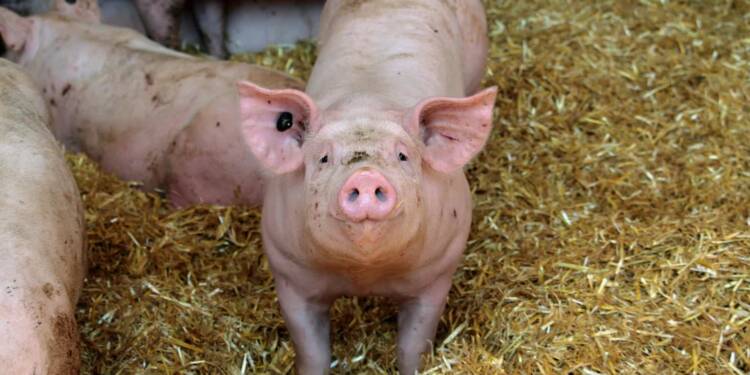 pexels birgitboellinger 31116488 2025 08 05 175959