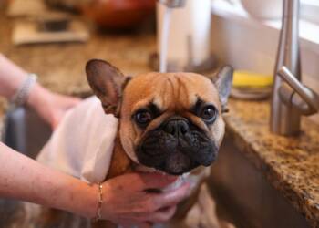 07.08.2025 Chwila dla Pupila - o błędach w pielęgnacji psów 5 pexels david kanigan 239927285 20741415 2025 08 07 103229